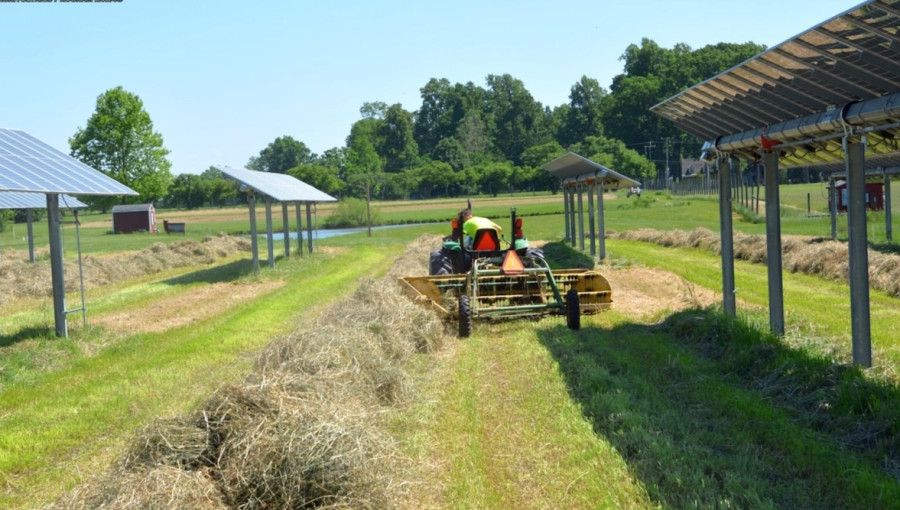 Agrivoltaics Thrive Amid Shifting Energy Policies in U.S.