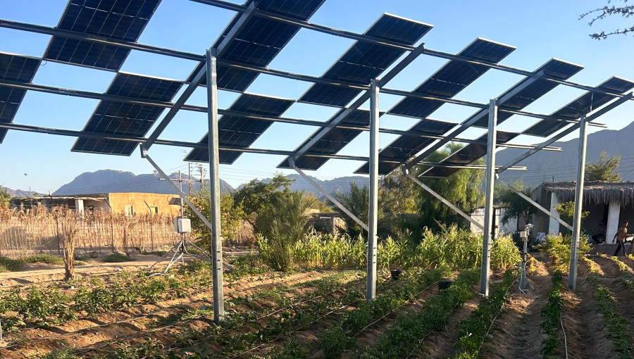 Egyptian Farmers Adopt Agrivoltaics To Boost Crop Resilience