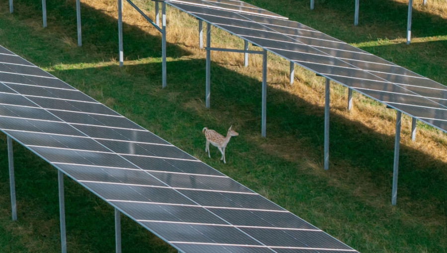 German Solar Farm Powers Grid While Sheltering Grazing Deer
