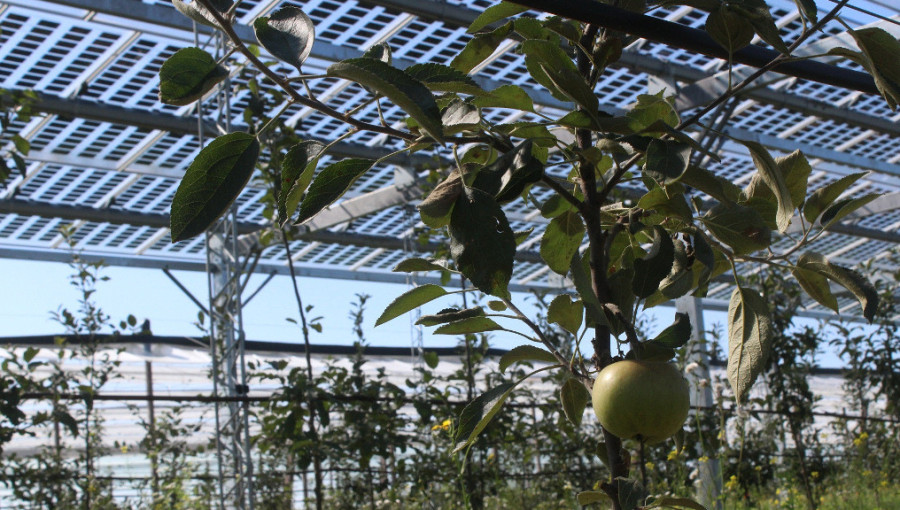 Innovative Algorithm Enhances Solar Energy and Crop Yields