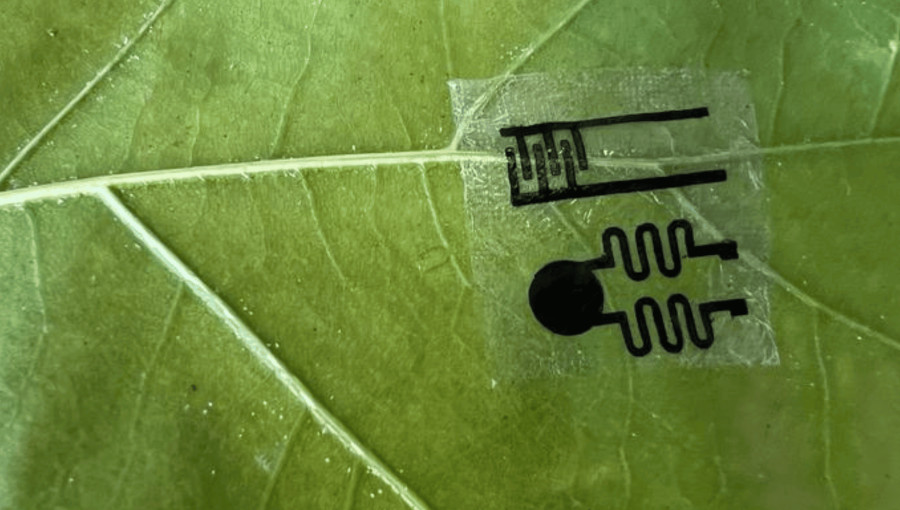 Self Powered Plant Sensors Revolutionize Real Time Crop Monitoring