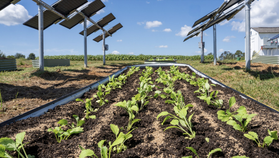 Virginia Farmers Turn to Agrivoltaics for Sustainable Solutions